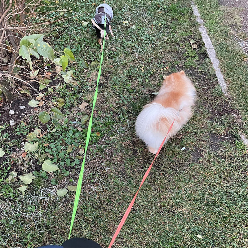 Dual Retractable Dog Leash – Reflective No-Tangle 360° Swivel Lead with Lights